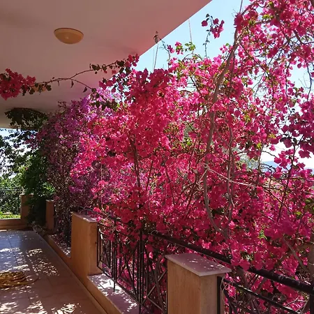 Paulina's House * Πολιτικά